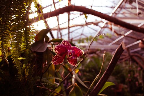 orchid  flower  greenhouse