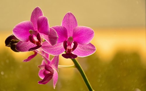 orchid  butterfly orchid  phalaenopsis