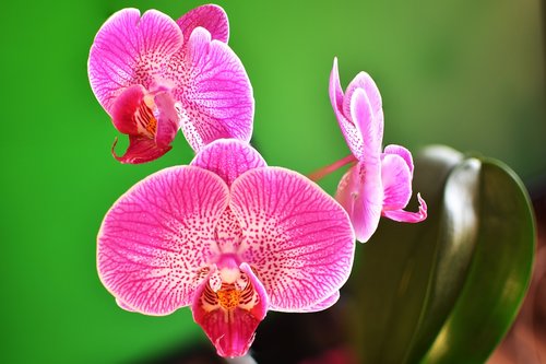 orchid  flowers  macro