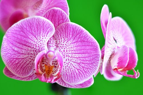 orchid  flowers  macro