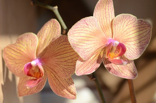 orchid  orange  exotic