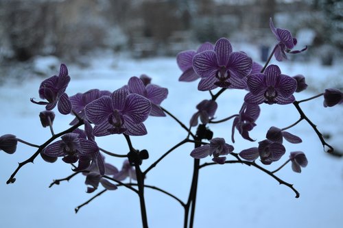 orchid  flowers  flora