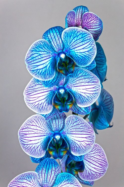 orchid  blue  violet
