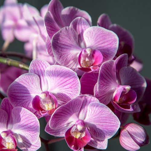 orchid  flower  pink