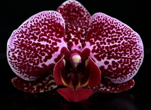 orchid  red  water