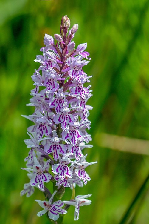 orchid  common spotted  color