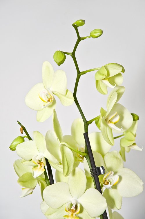 orchid  houseplant  plant