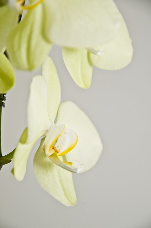orchid  houseplant  plant