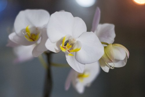 orchid  flowers  evening