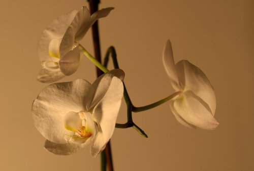 orchid  flower  room flower