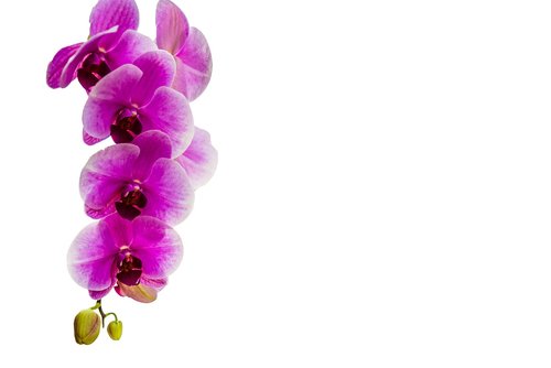 orchid  flower  isolated