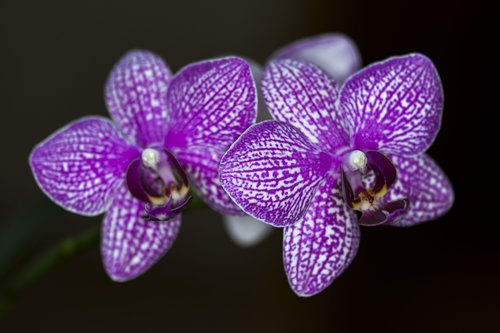 orchid  flower  nature