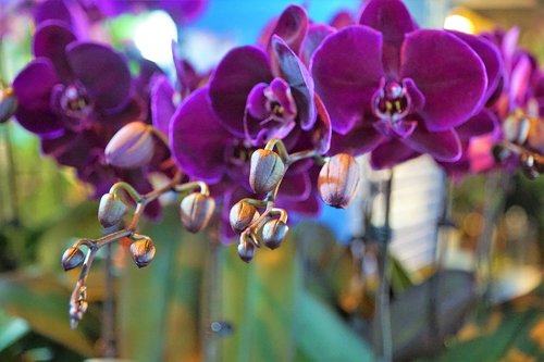 orchid  flower  purple