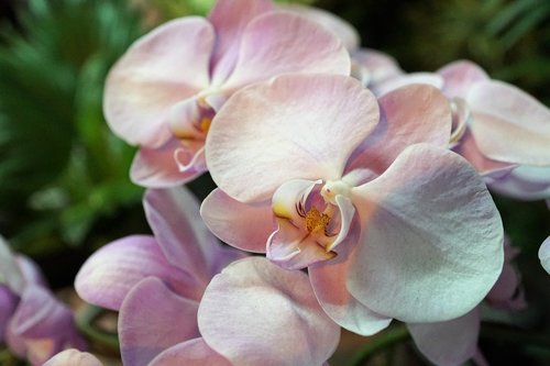 orchid  flower  pink