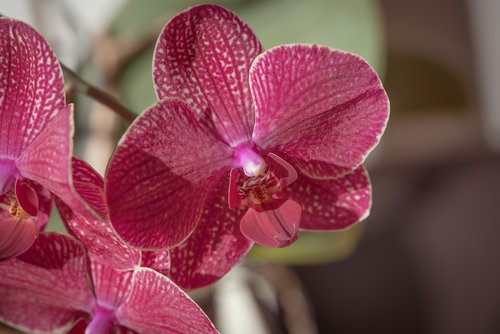 orchid  blossom  bloom