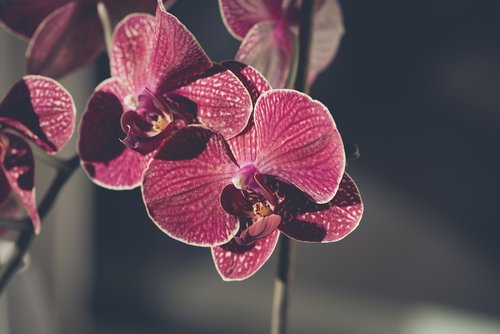 orchid  flower  blossom