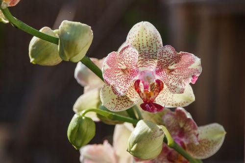 orchid plant flower