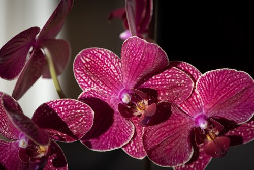 orchid  flower  flowers