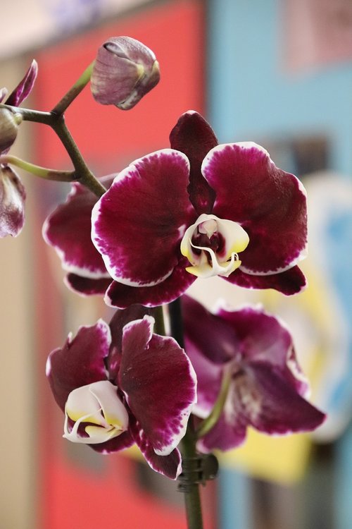 orchid  flower  purple