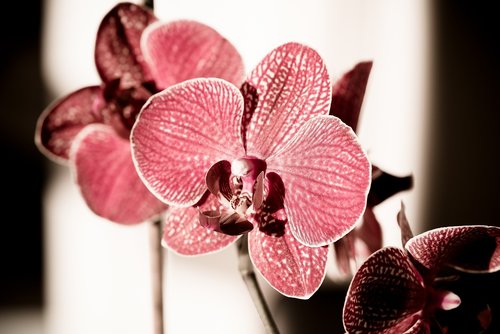 orchid  blossom  bloom