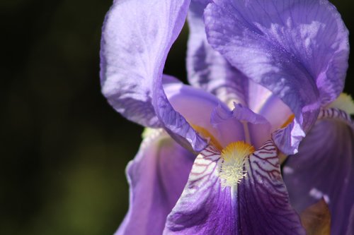 orchid  flower  purple