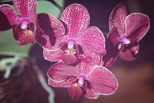 orchid  plant  flower