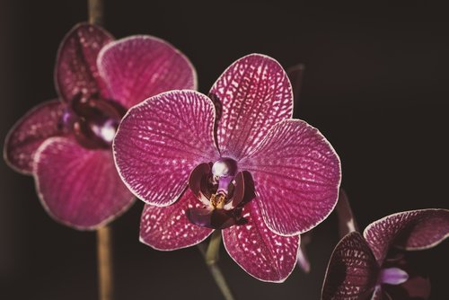 orchid  dusky pink  purple