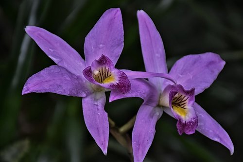 orchid  flower exotic  purple
