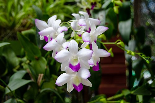 orchid  orchidaceae  flower