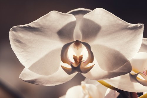 orchid  blossom  bloom