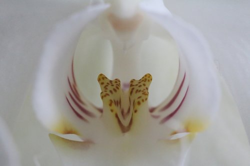 orchid  macro  phalaenopsis