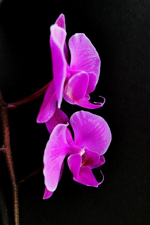 orchid  purple flower  flower