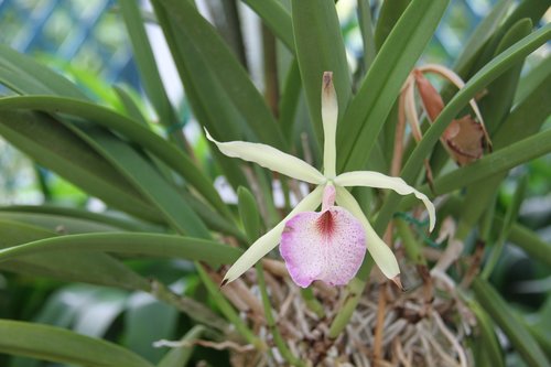 orchid  botanical garden  flower