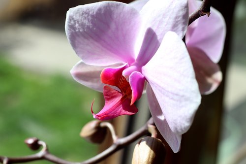 orchid  macro  close up