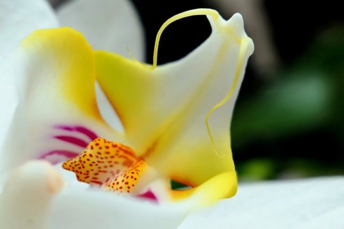 orchid  blossom  bloom