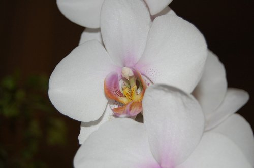 orchid  plant  bloom