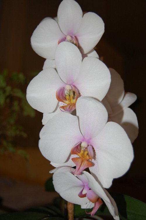 orchid  plant  bloom