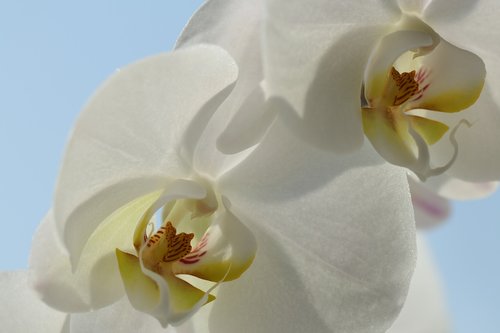 orchid  white  yellow