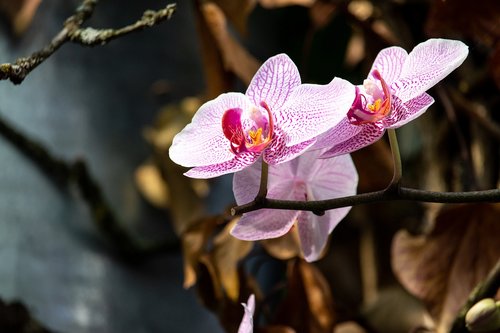 orchid  flower  plant