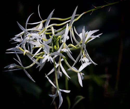 orchid  flower  plant