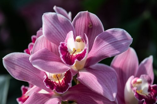 orchid  flower  plant