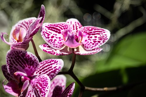 orchid  flower  plant