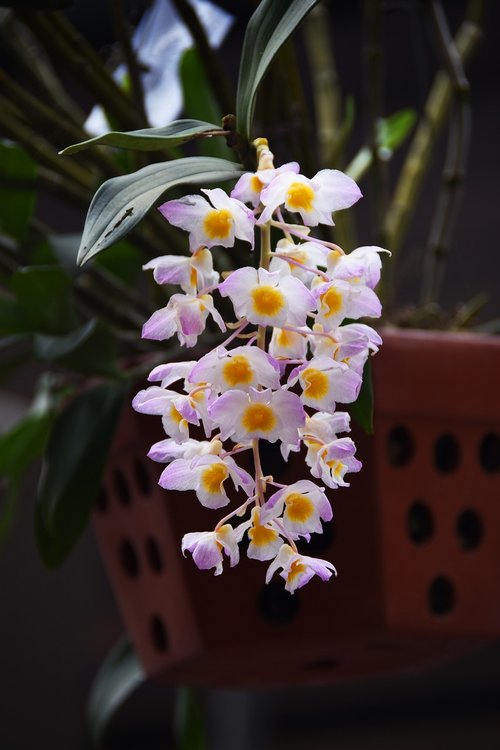 orchid  dendrobium farmeri  kieu square