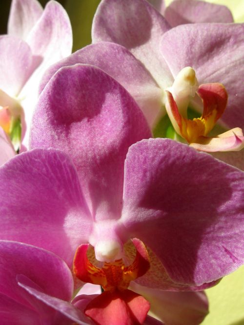 orchid pink closeup