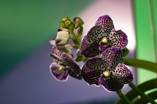 orchid  flower  purple