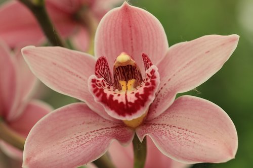 orchid  phalaenopsis  flowers
