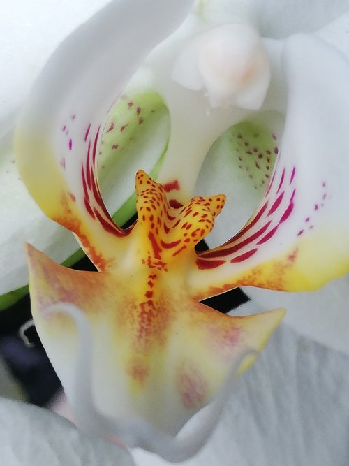 orchid  flower  white