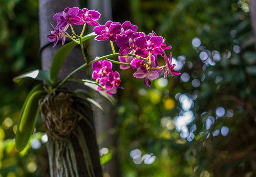 orchid  purple  wild
