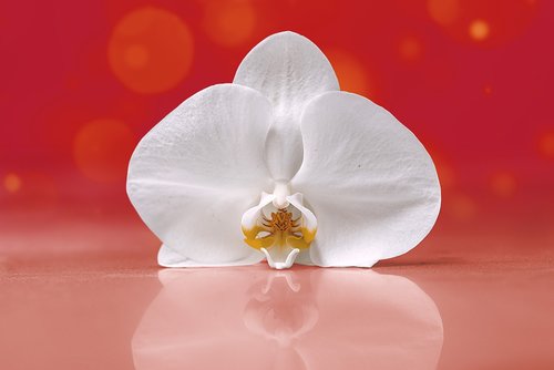 orchid  flower  bella