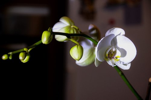 orchid  room flower  flower